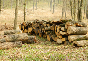 Evaluarea veniturilor ratate în  urma practicilor forestiere  nedurabile din Republica Moldova