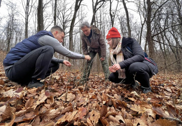 Monitorizarea voincerului pitic în Rezervația Naturală Codrii