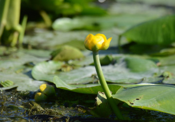 Replantare a vegetației acvatice