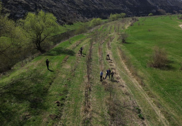 Plantarea perdelelor forestiere în rezervația naturală culturală Orheiul Vechi